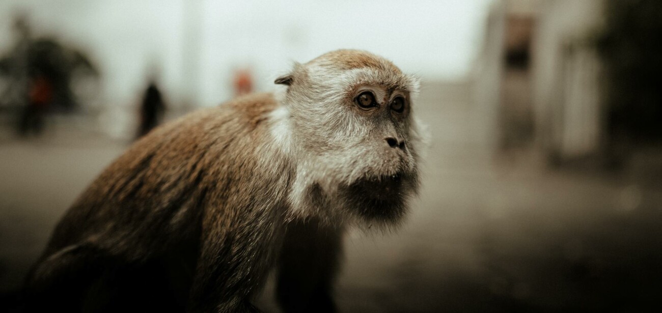 Everyone can see that it is a monkey.